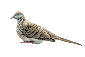 Beautiful side profile of an isolated peaceful dove (Zebra dove, Geopelia striata) with clear black and white stripes on its neck and chest, sitting on a transparent background.
