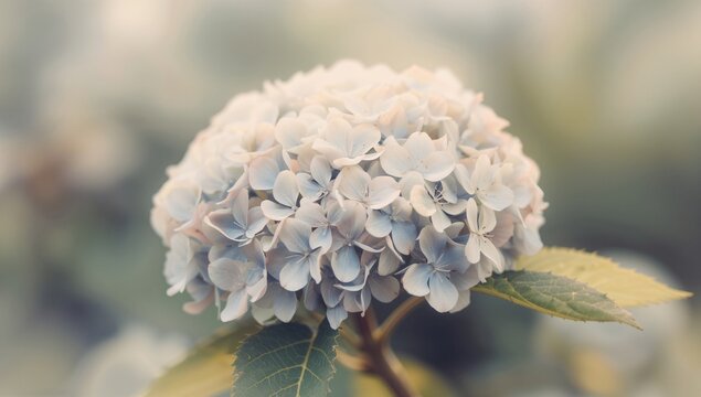 Hydrangea macrophylla, a blooming species from the Hydrangeaceae family, originally grows in Asia