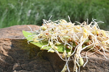 Sprouted Macrotyloma uniflorum. Its common names horse gram, kulthi bean, gahat, hurali and Madras gram. Its legume native to tropical southern Asia. Sprouted grains or Sprouted pulses.