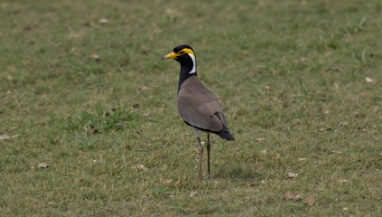 Obraz premium Yellow wattled lapwing perched on earth