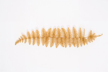 Obraz premium Pressed and Dried Fern Specimen on a Plain Surface