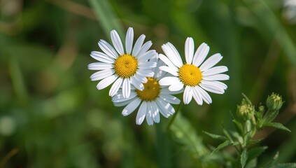 Fototapeta premium Tridax procumbens, commonly called Coatbuttons or Tridax Daisy, is a flowering weed that blooms beautifully in the early morning.