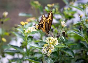 Giant Swallowtail butterfly feeding on a yellow lantana flower