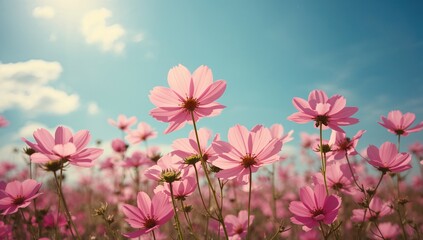 Obraz premium Bright pink cosmos flowers glowing under a clear blue sky, summer nature scene