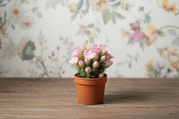 Small floral cactus displayed on a rustic wooden surface with a summer theme