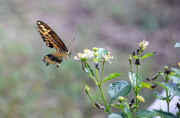 Giant Swallowtail butterfly feeding on a yellow lantana flower