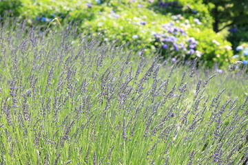 満開のラベンダー