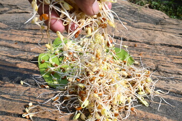 Sprouted Macrotyloma uniflorum. Its common names horse gram, kulthi bean, gahat, hurali and...