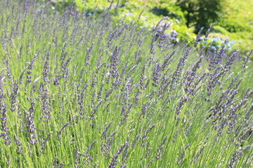 全盛期のラベンダー
