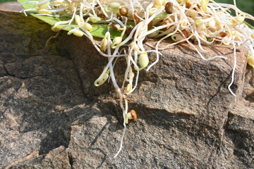 Sprouted Macrotyloma uniflorum. Its common names horse gram, kulthi bean, gahat, hurali and  Madras gram. Its  legume native to tropical southern Asia. Sprouted grains or Sprouted pulses.
