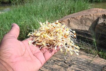 Sprouted Macrotyloma uniflorum. Its common names horse gram, kulthi bean, gahat, hurali and...