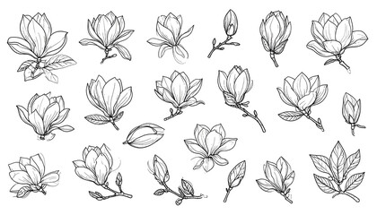 A collection of magnolia flowers and buds in a grayscale sketch against a black background