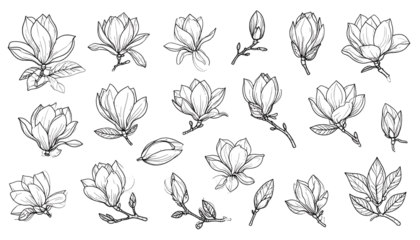 A collection of magnolia flowers and buds in a grayscale sketch against a black background