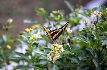Giant Swallowtail butterfly feeding on a yellow lantana flower