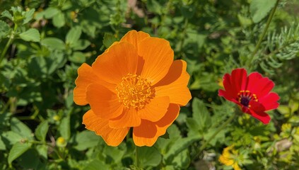Close-up of a bright orange Geum blossom against lush greenery on a warm summer afternoon.