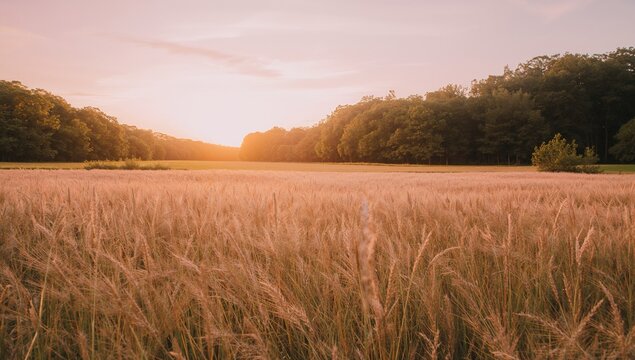Sunset over a golden rural field with forest trees on the horizon in summer