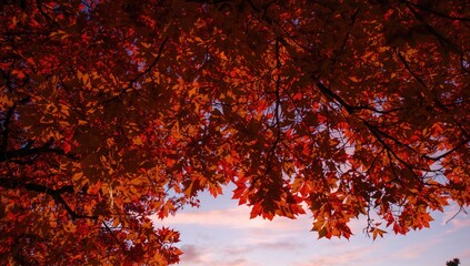 Autumn tree foliage viewed from underneath at sunset