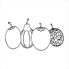 Collection of Colorful Fruits Illustration Vector in Flat Design, An Essential Healthy Food Graphic for Digital Nutrition and Organic Farming Themes.