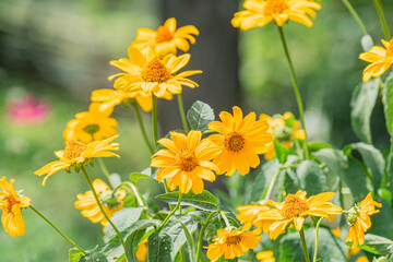Close-up view of various yellow flowers on a Central European meadow, showcasing natural diversity Soft lighting, green background, realism style, tranquility, unspoiled scene