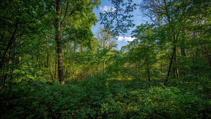 Obraz premium Green foliage in a forest setting outdoors