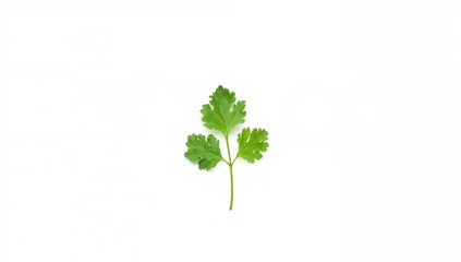 Naklejka premium Fresh coriander leaf on white background without shadow