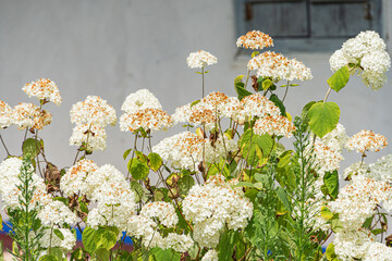 Close-up of white, airy flowers with green leaves against an urban backdrop Detailed clusters and textures Natural, diffused lighting Realistic style No people visible Angled perspective
