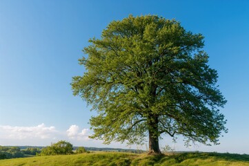 Obraz premium Tall tree towering above