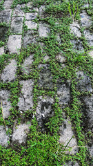 Cobblestone Path Covered with Green Grass and Weeds in Outdoor Setting
