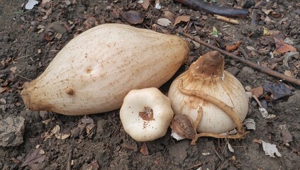 Tuber and bulbils of the Porang plant, scientifically called Amorphophallus, commonly referred to as konjac, elephant yam, konjak, or devil's tongue, displayed against a white background