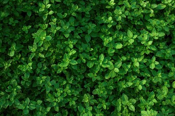 Obraz premium Abstract textured backdrop formed by green leafy plants in an educational garden