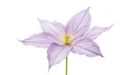 Light purple clematis flower blooming on a white background