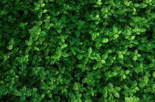 Abstract textured backdrop formed by green leafy plants in an educational garden