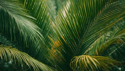 Background with tropical palm leaves