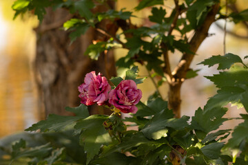 Two pink flowers blooming among green leaves in soft sunlight. Peaceful garden scene capturing natural beauty, freshness, and the charm of summer nature.