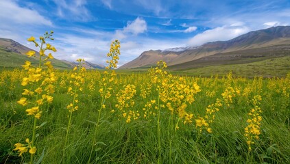 Yellow rapeseed blooms in a grassy meadow with mountains