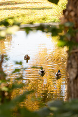 Three ducks swimming peacefully on a pond surrounded by autumn foliage. Tranquil nature scene with reflections, soft light, and golden seasonal colors.