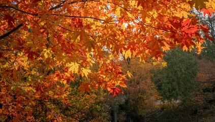 Vibrant fall foliage creating a scenic backdrop