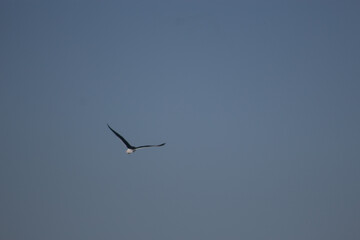 Seagull Bird Flying Over Sea And Beach Wind Nature Ocean Coastline Wildlife Animal Freedom Sky Waves Horizon Summer Seaside Marine Life Coastal Landscape Travel Outdoor Scenic View Breeze Natural