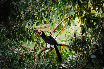 yellow billed hornbill