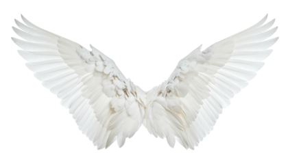 A pair of spread, feathery, white wings, presented against a dark background, evokes angelic or avian imagery