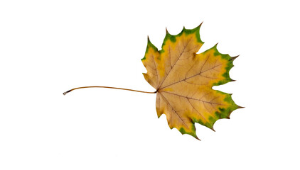 Autumn maple leaf isolated on transparent background .