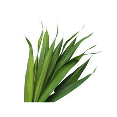 Green leaves on black background