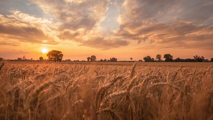 Close-up shot of a countryside scene at sunset featuring a wheat field and expansive sky for use in prints and wallpapers