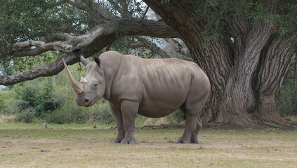 Obraz premium Large-horned white rhino standing beneath a tree
