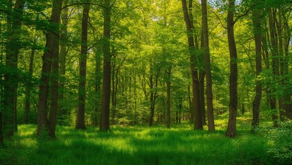 Obraz premium Vast woodland filled with towering verdant trees and abundant lush foliage