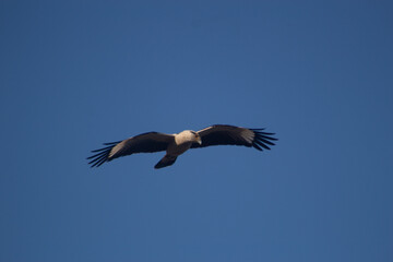 Seagull Bird Flying Over Sea And Beach Wind Nature Ocean Coastline Wildlife Animal Freedom Sky Waves Horizon Summer Seaside Marine Life Coastal Landscape Travel Outdoor Scenic View Breeze Natural