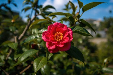Obraz premium Bright Scarlet Camellia Bloom Under Sunlight