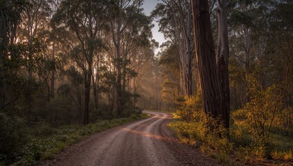 Obraz premium Dirt path meandering through dense forest at sunrise