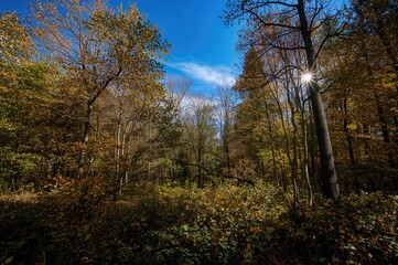 Fototapeta premium Tranquil forest landscape bathed in warm sunlight with vibrant yellow and green leaves beneath a clear azure sky.