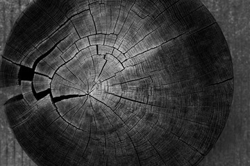 Texture of old tree stump